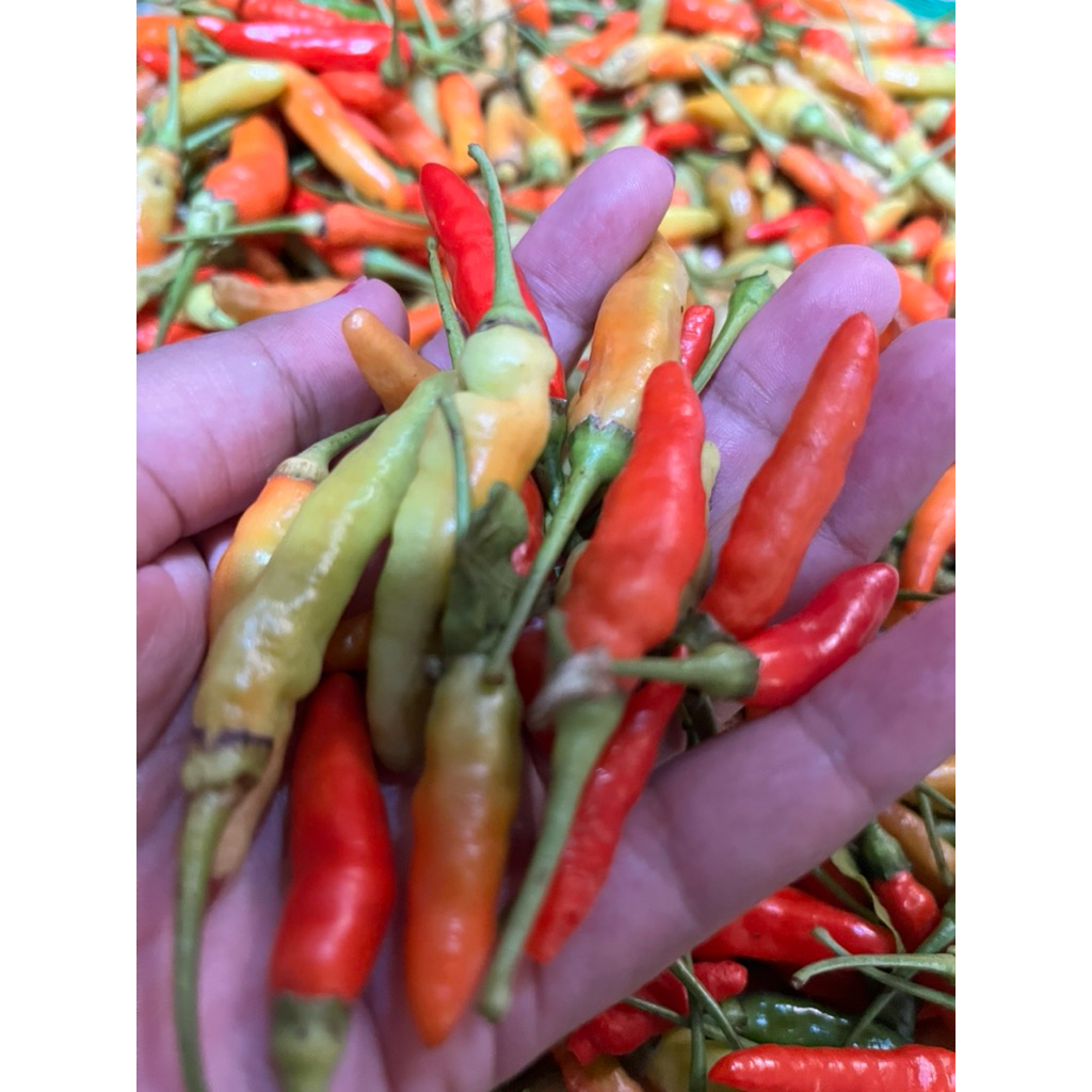 

CABAI MERAH FRESH PETANI 500gr