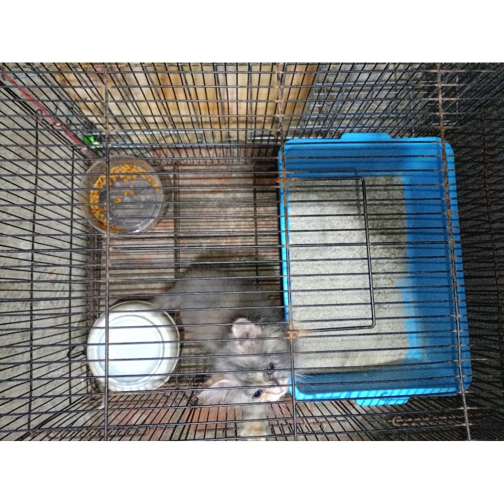 Kitten anakan kucing ras persia bulu kapas long hair flatnose bukan peaknose