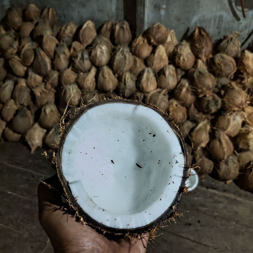 

Kelapa tua | 1 kg/butir "( isi 10 butir )