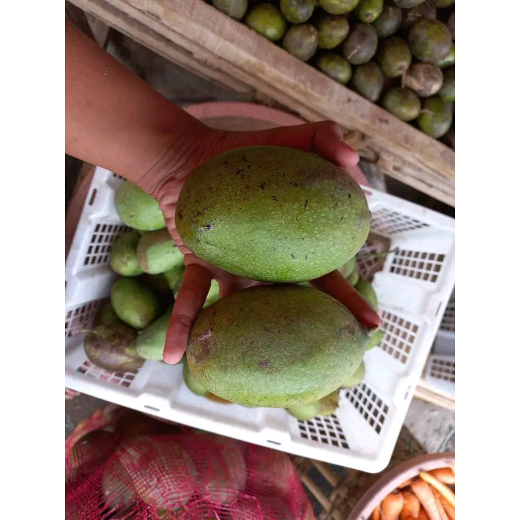 

(COD) MANGGA MANALAGI KHAS PROBOLINGGO JAWA TIMUR