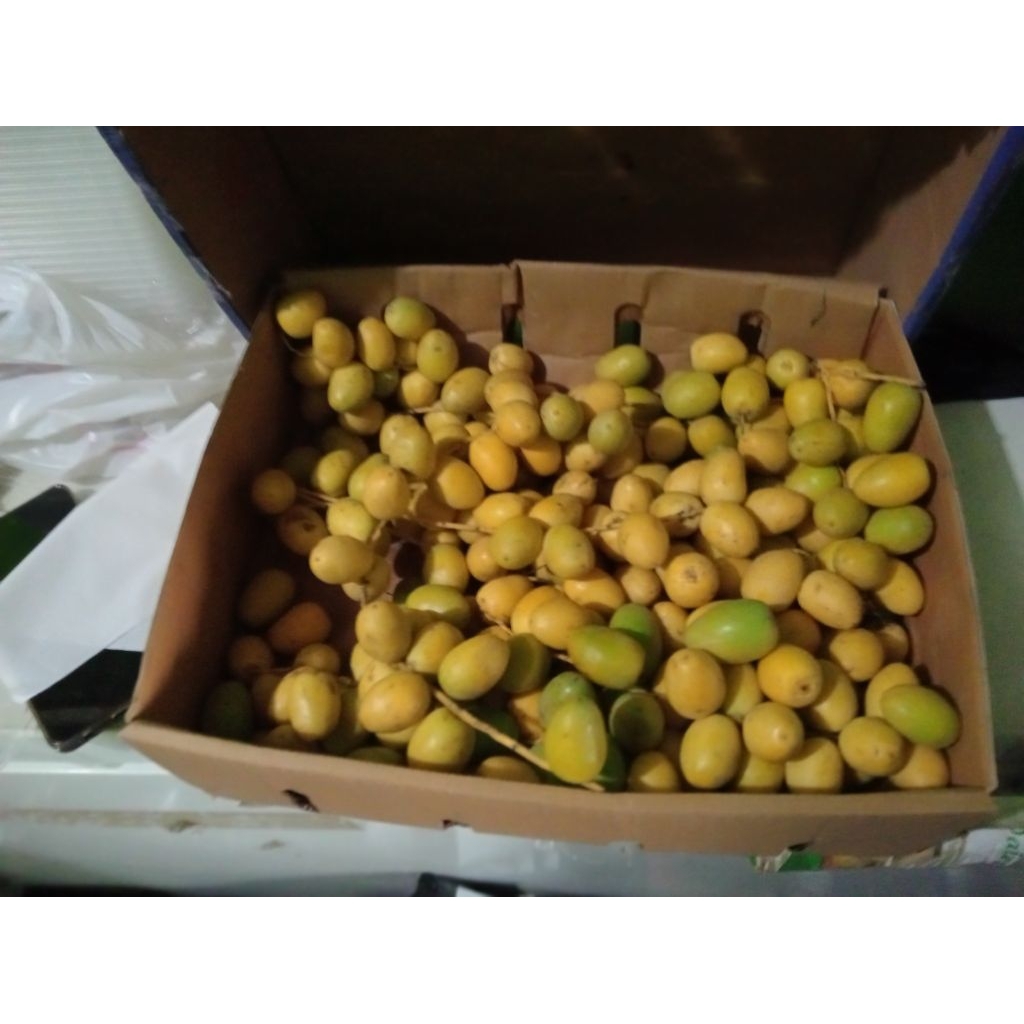 

Kurma Muda Barhi / Kurma mentah / Promil / Kurma muda