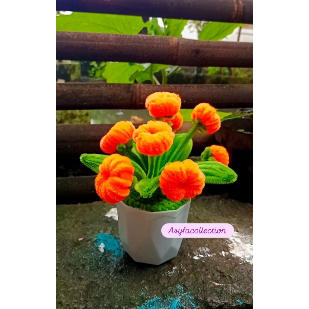 

jeruk santang kawat bulu