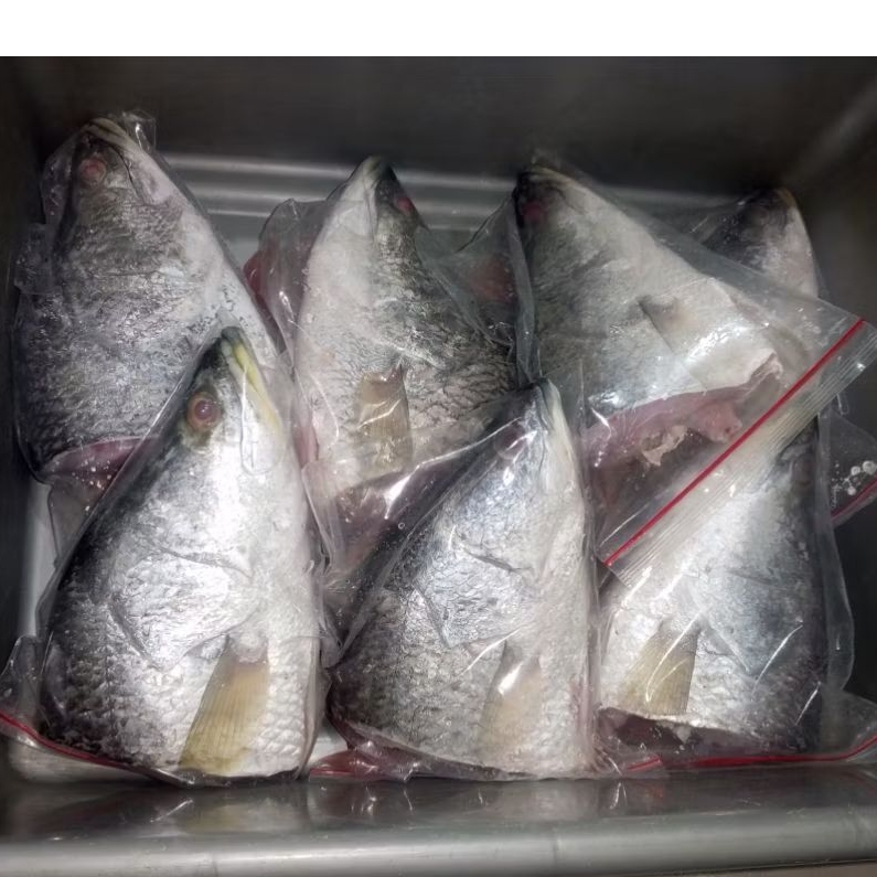 

Kepala Siakap 2-3Jari