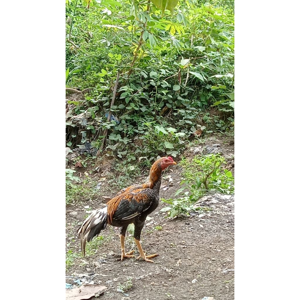 ayam kampung super