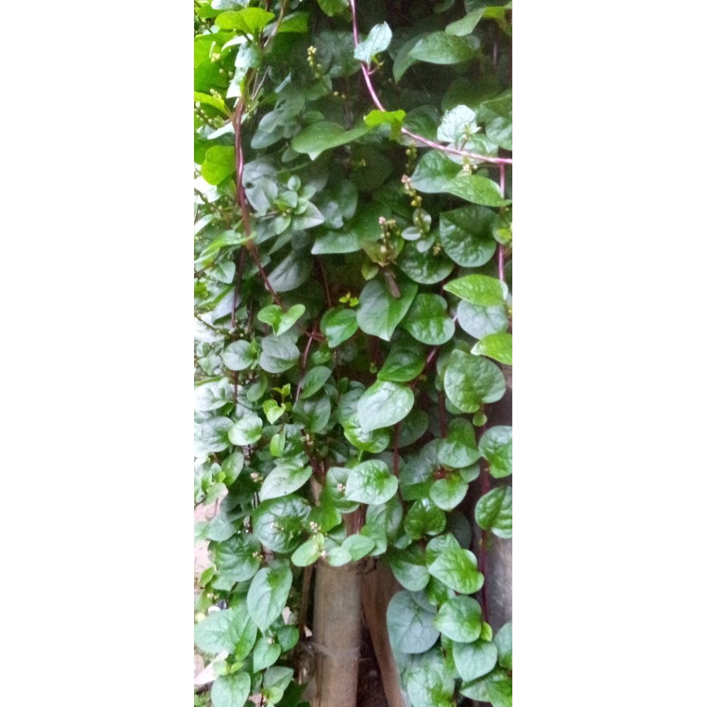 

Daun Binahong/Angkung Merah ,Daun Herbal Binahong Merah isi 100 Lembar