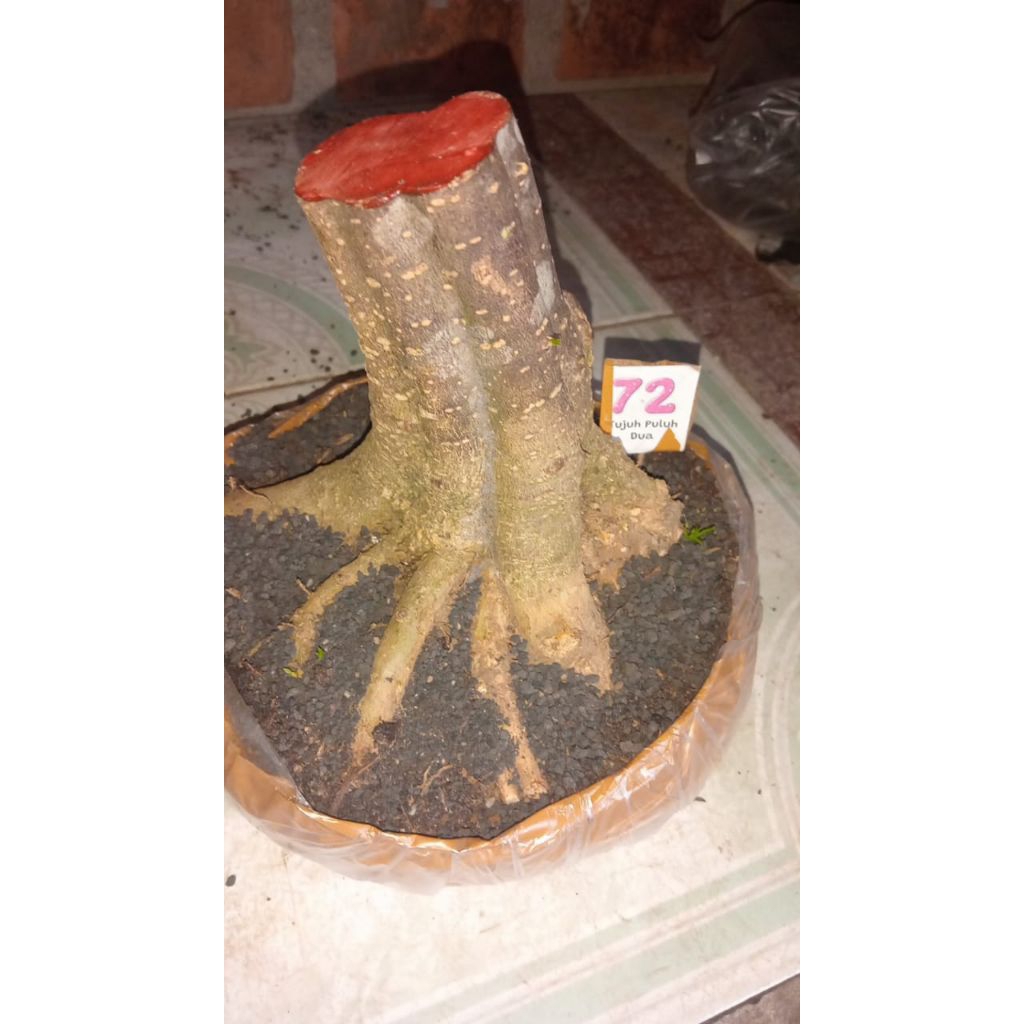 bahan bonsai anting putri(program akar)