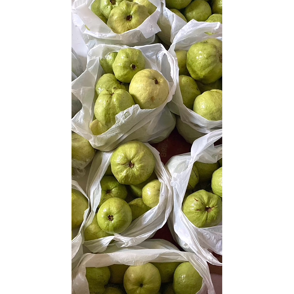 

1KG JAMBU KRISTAL MANIS ASLI KEBUMEN DIPANEN LANGSUNG DARI PETANI