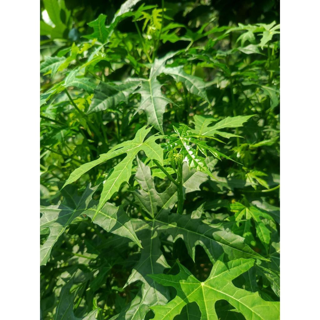 

sayuran Daun gedi segar 250grm