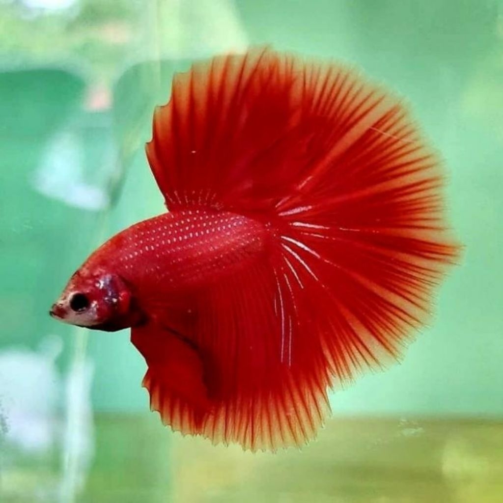 cupang halfmoon super red super merah terbai,jantan galak istimewa ekor lebar