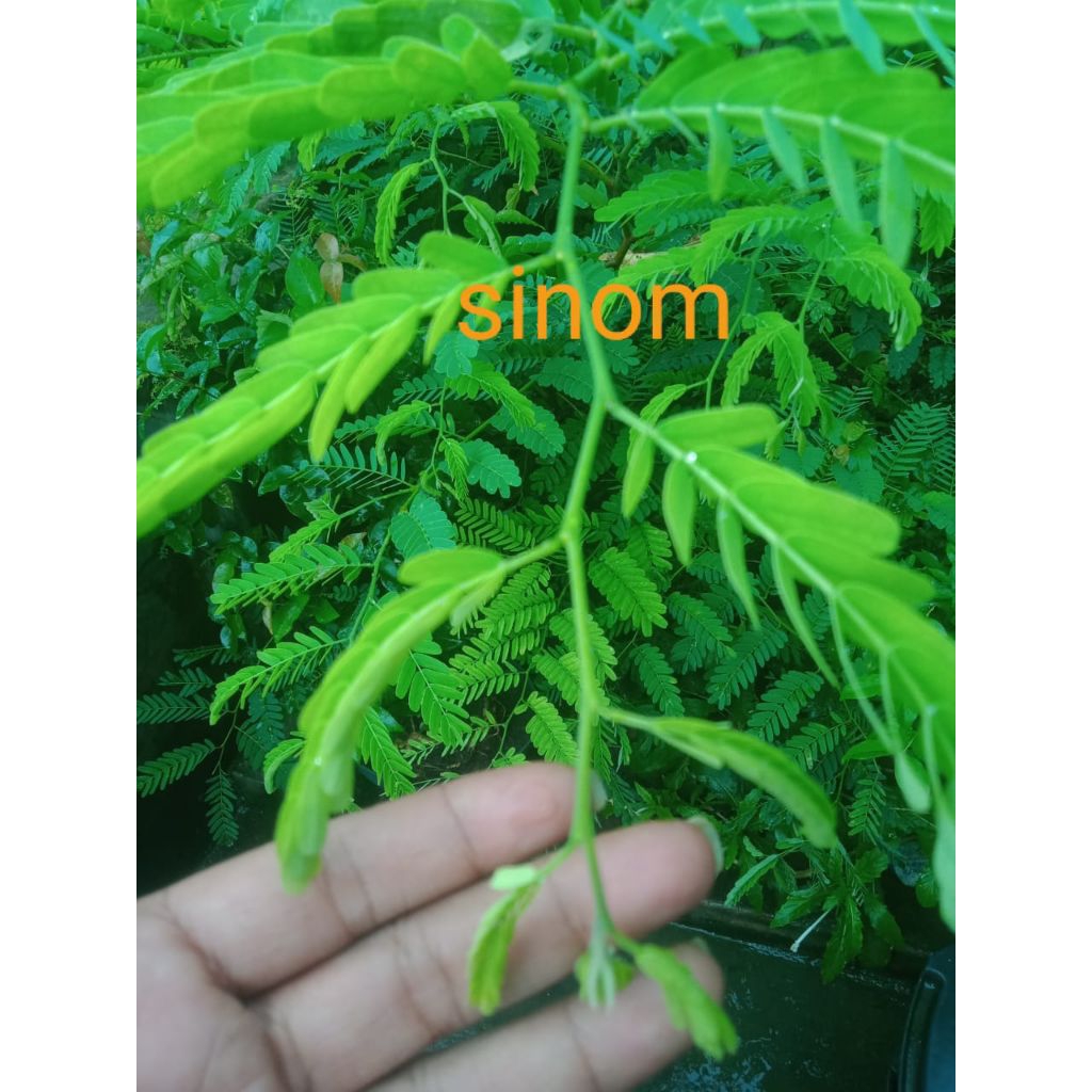 

sinom/pucuk asam jawa/samsul.herbal1