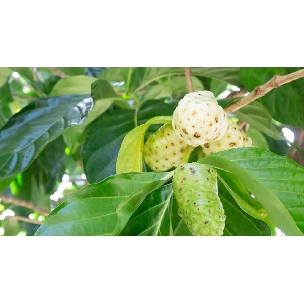 

BUAH MENGKUDU 1KG. PACE 1KG