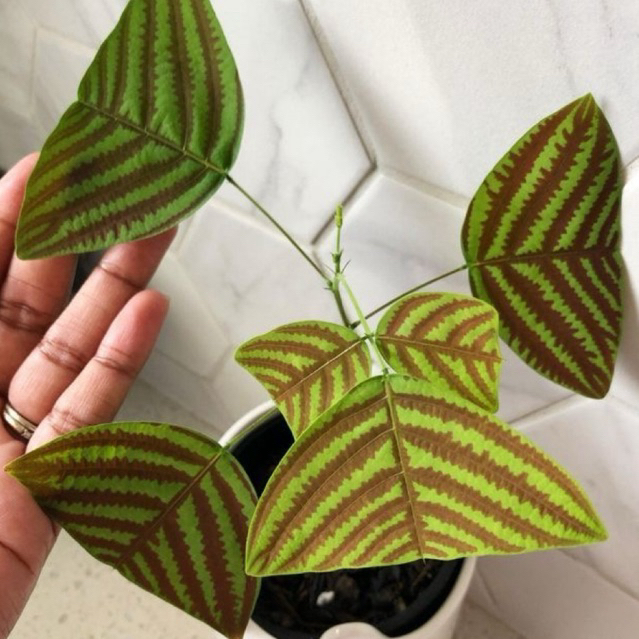 ( NEW RIMBUN ) Tanaman Hias Oxalis Batik Hijau / Tanaman Gantung Oxalis Batik Hijau / Oxalis Christi