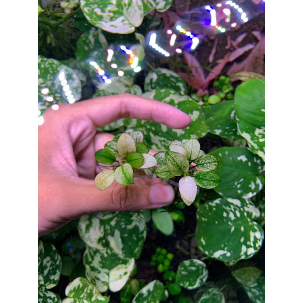 Anubias Nana White rare