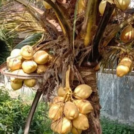 

JUAL Kelapa Kuning Segar Muda / Kelapa Gading untuk ibu hamil