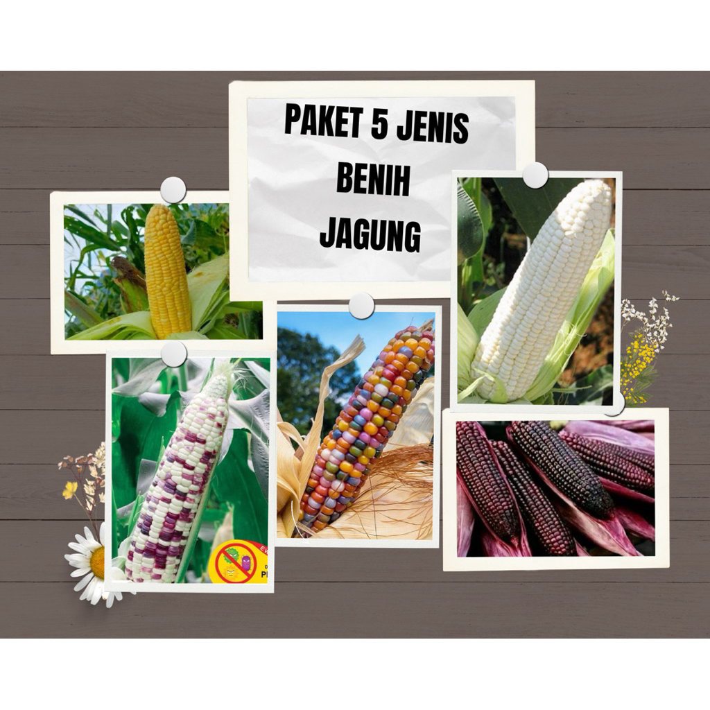 Paket 5 Jenis Benih Jagung Unik & Langka – Manis, Warna-warni, dan Bernutrisi