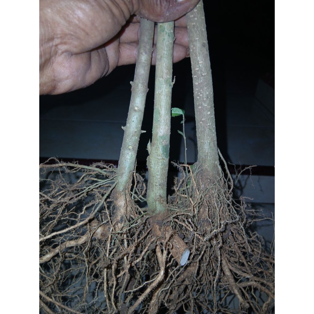 bonggol anting putri uk jari