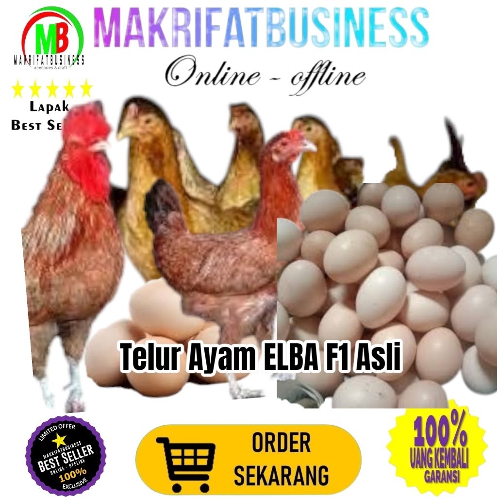 

MAKRIFATBUSINESS Paket 6 Pcs Telur FERTIL Ayam ELBA F1 ASLI Untuk Ditetaskan Produksi Farm Profesional