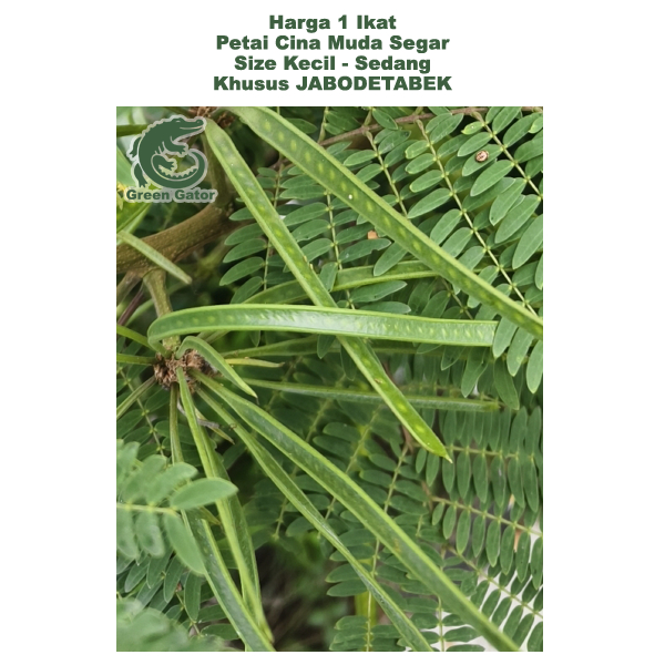 

Petai Cina Muda Selong Lalapan 1 Ikat Isi 60 Pcs Lamtoro