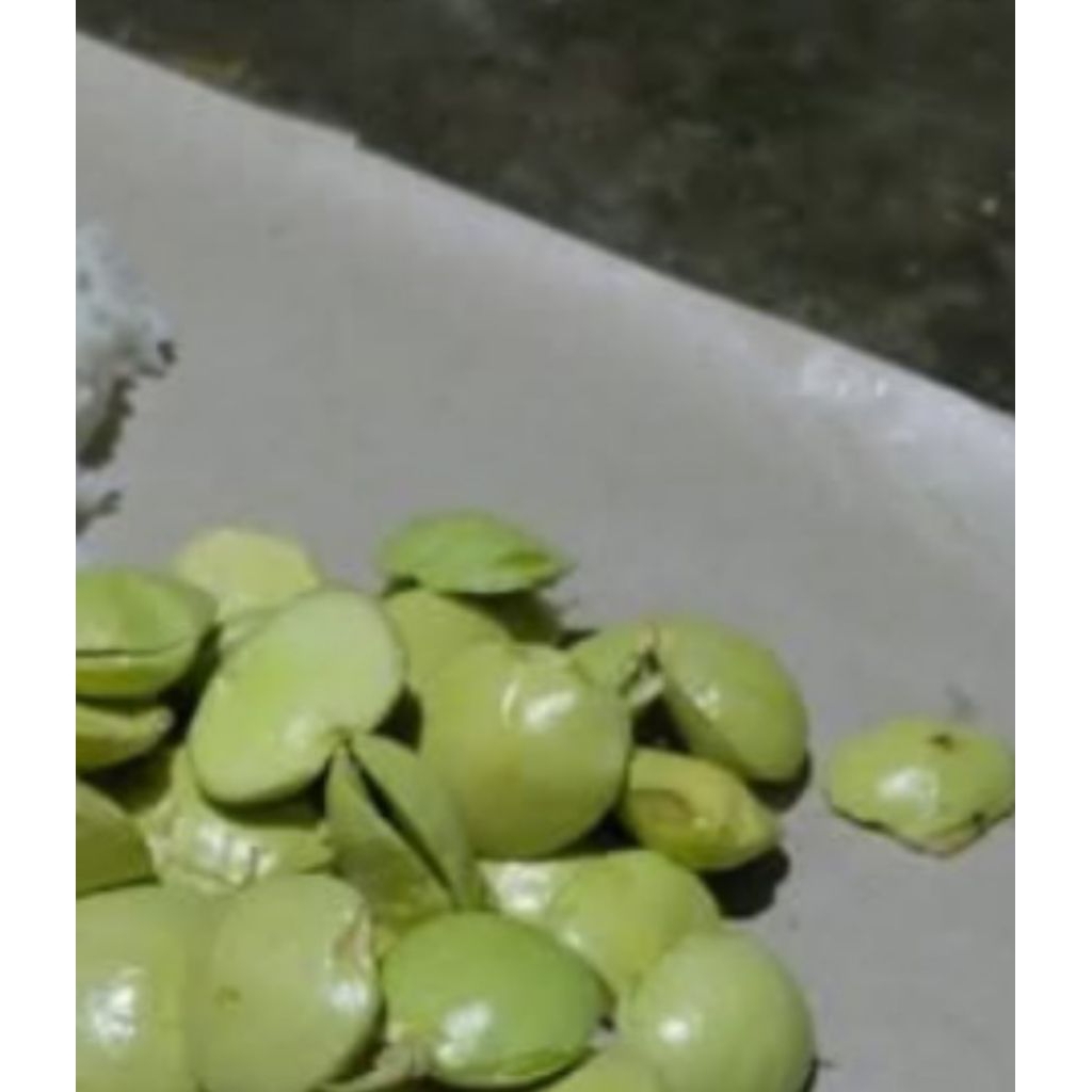 

biji jengkol muda lalaban coel sambal terasi sangat cocok 250g