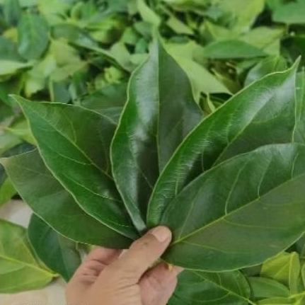 

20 Daun cincau perdu