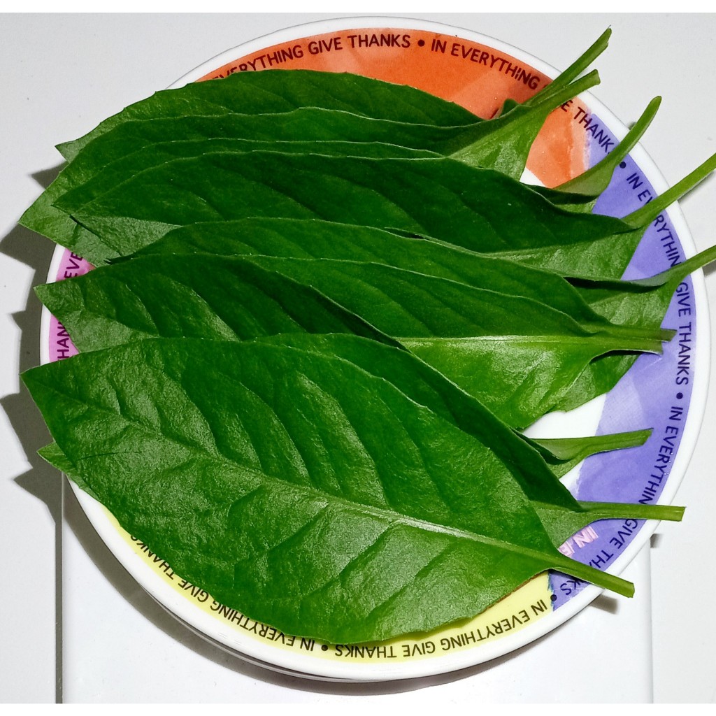 

Daun Sambung Nyawa Segar (10 Lembar) Petik Langsung Kirim