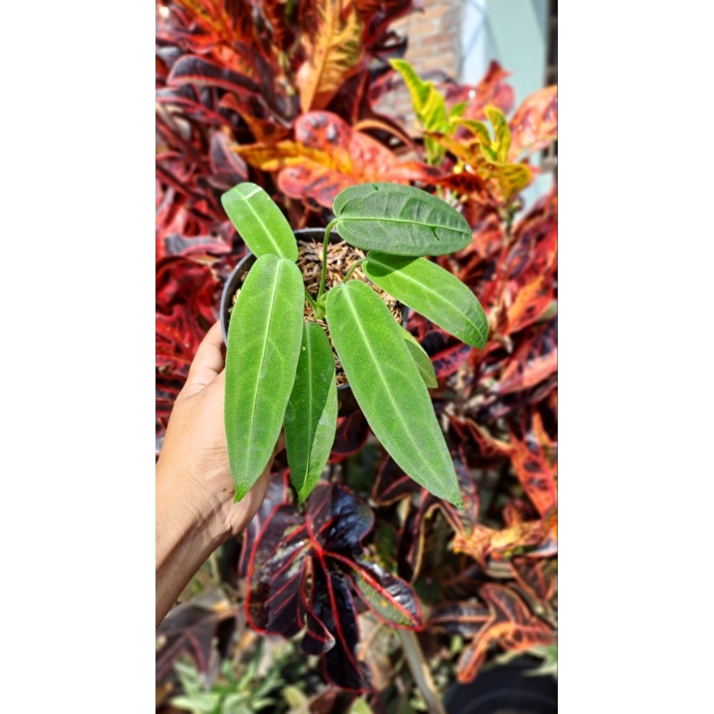 anthurium lidah gajah anthurium warocqueenum