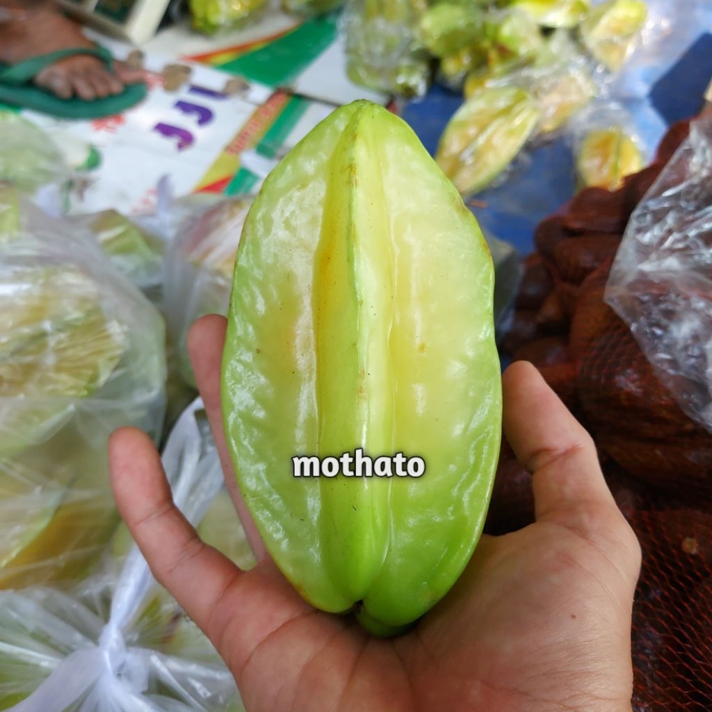 

BELIMBING MANIS SEGAR 1kg – Manis Alami, Segar, dan Penuh Vitamin