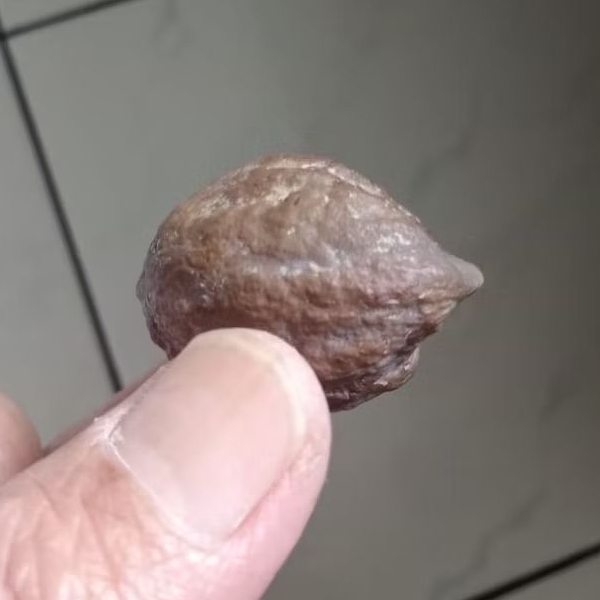 Kemiri Muncang Adu MJ Junior Pasangan Mewah Tua Jatuhan