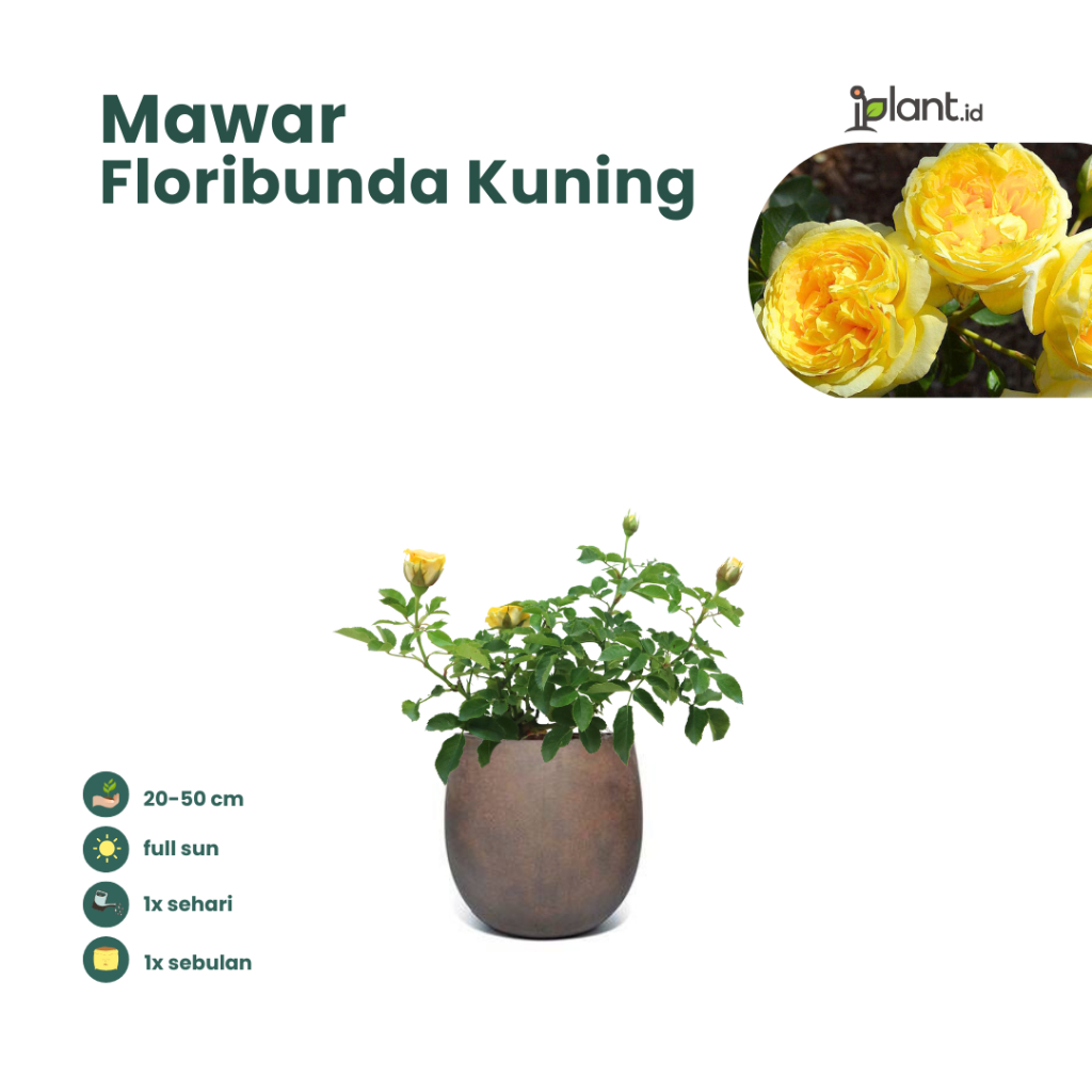 Mawar Floribunda Kuning