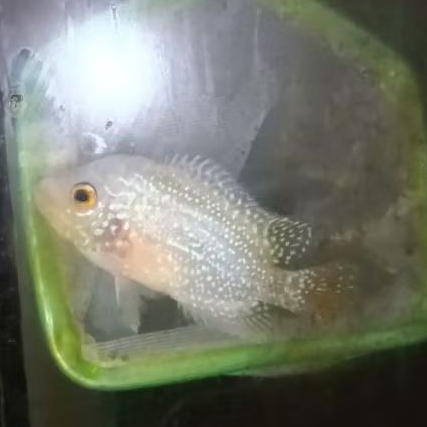 Louhan Golden Base Kamfa Bahan Progres 4-5Cm Hiasan Aquarium