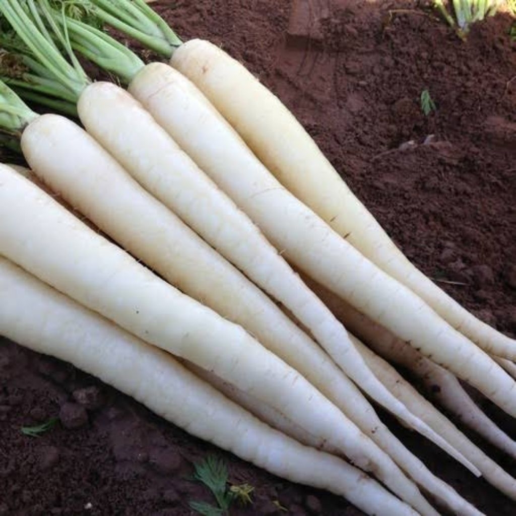 

Lobak Putih ,Daikon ,Lobak Jepang 1 kg