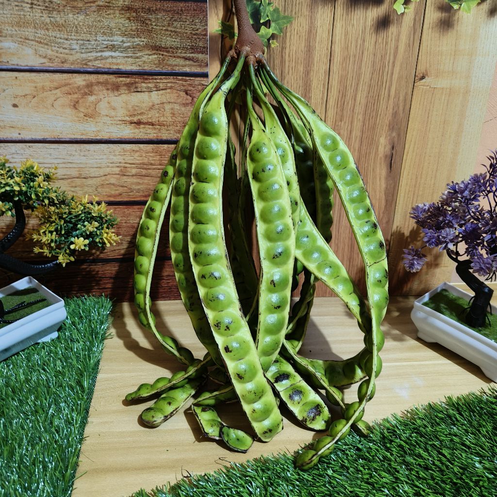 

Pete Lonjoran isi 15 lonjor segar kualitas super