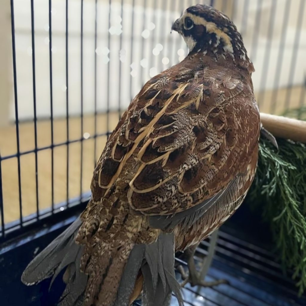 Telur Tetas PUYUH HIAS BOBWHITE KLASIK