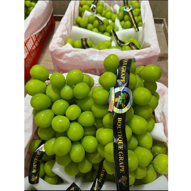 

ANGGUR SHINE MUSCAT 500 GR FRESH DAN CRUNCHY