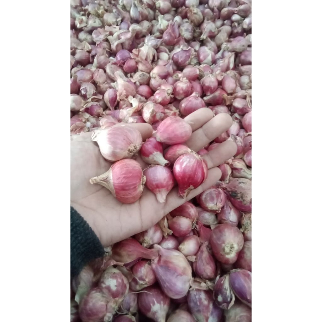 

Brambang Bawang Merah Ukuran sedang Besar