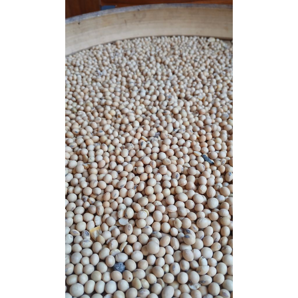 

kedelai putih impor untuk susu kedelai atau tempe