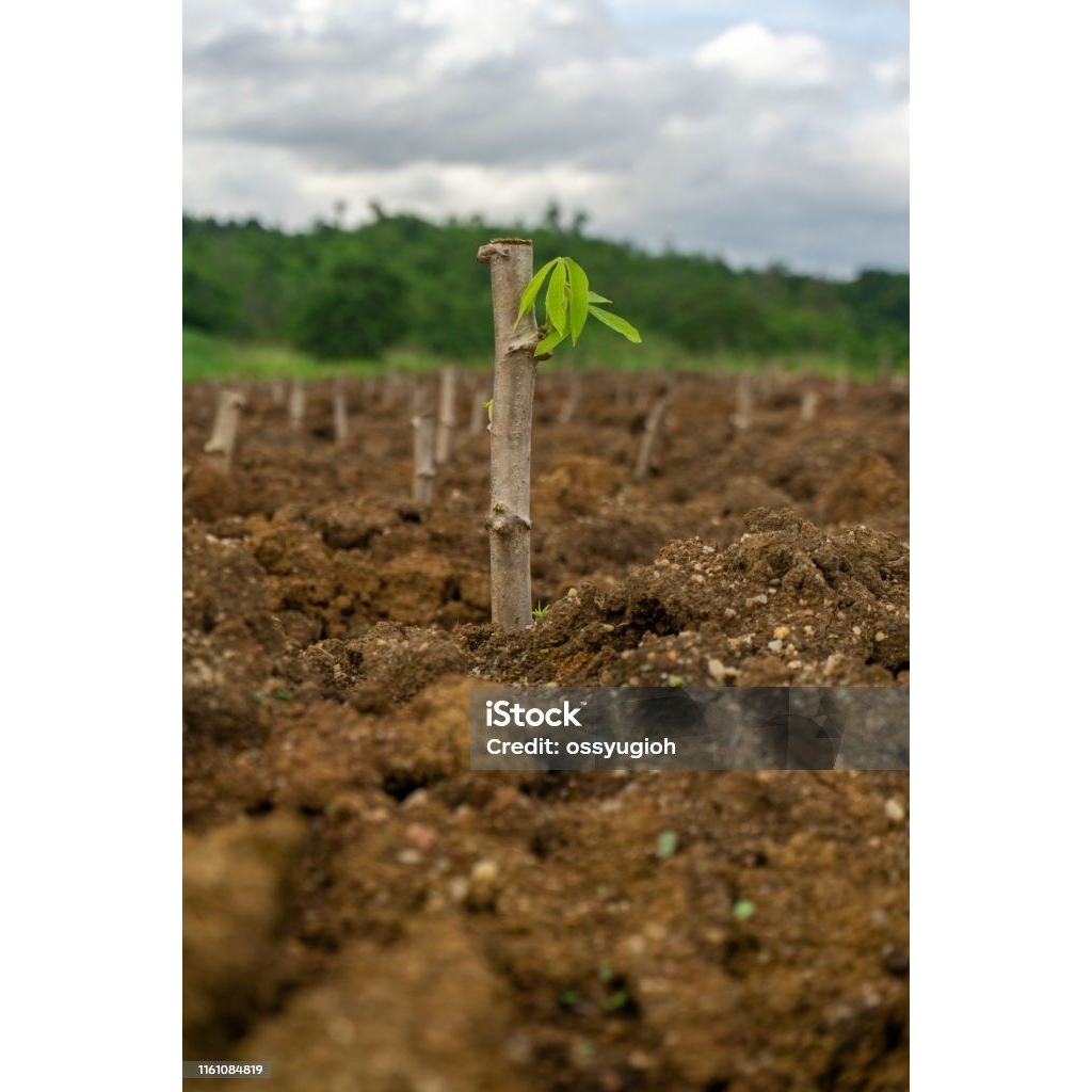 

BATANG SINGKONG:Berkualitas tinggi dengan harga murah meriah