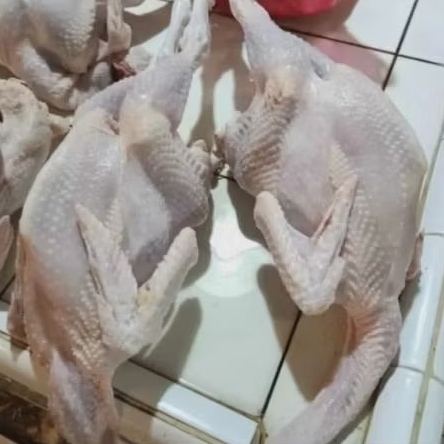 

Ayam pejantant 1 ekor