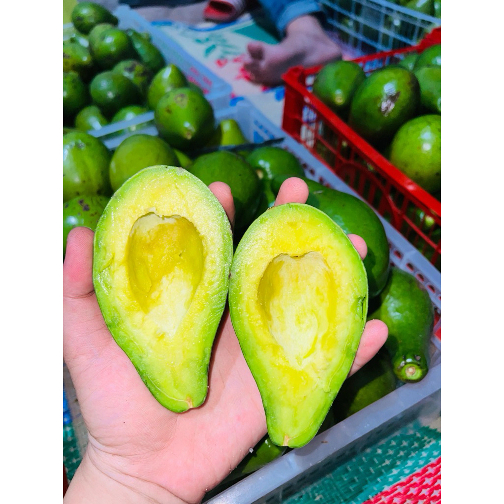 

alpukat sedang isi 4-5/kg