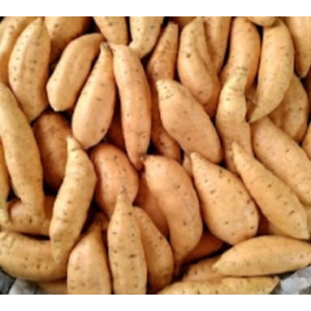 

ubi madu Cilembu mentah super 1kg kualitas AB