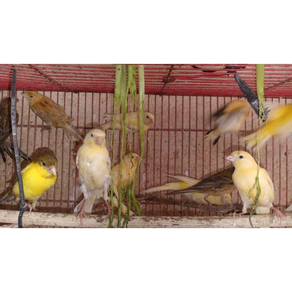 Kenari AF Paud Bekasi