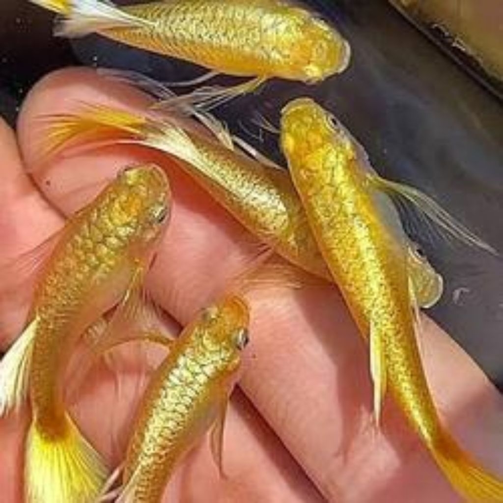 guppy gold super sepasang siap aih aih