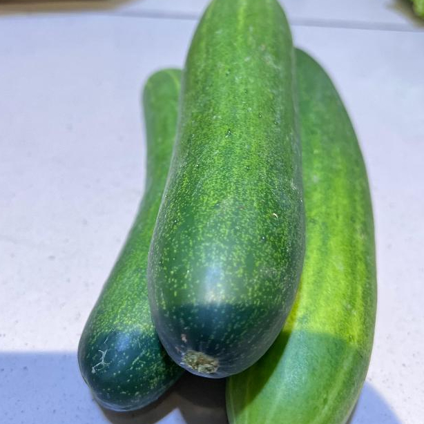 

[JAKTIM] TIMUN HIJAU SEGAR