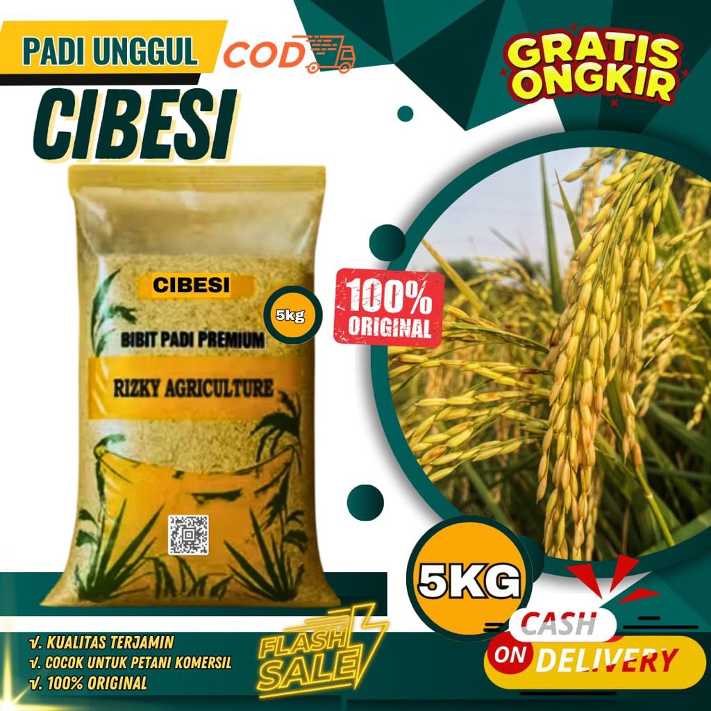 BENIH PADI BIBIT PADI CIBESI BIBIT UNGGUL KEMASAN 5 KG