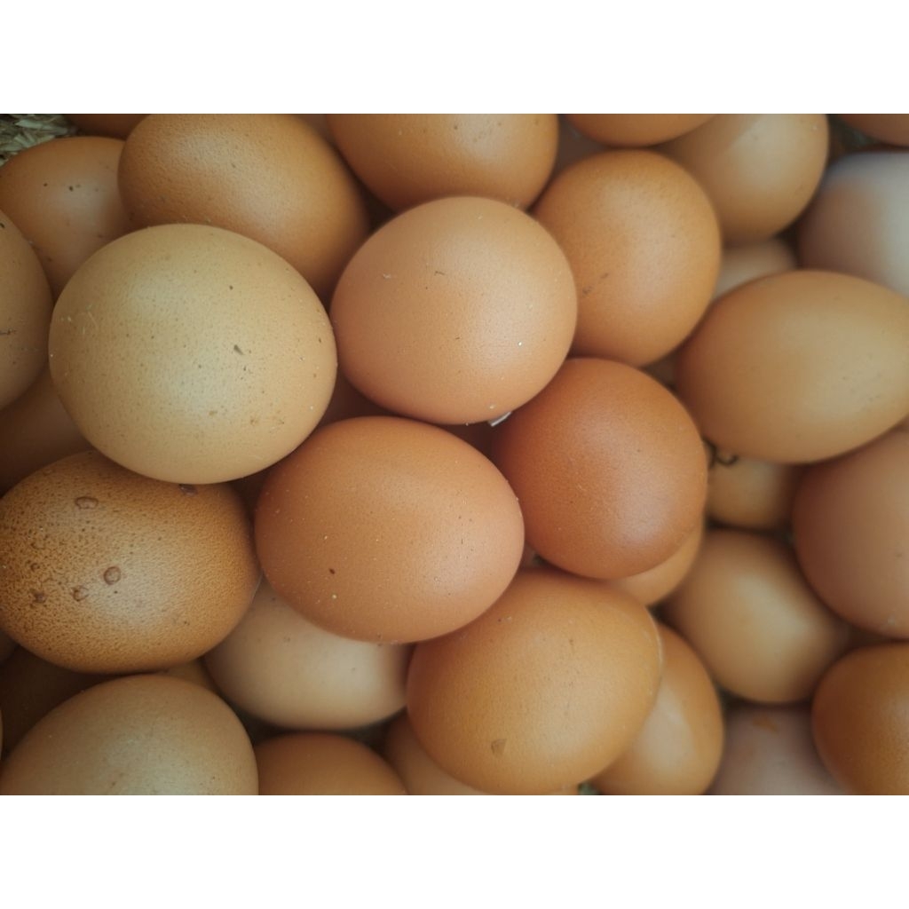 

Telur Ayam Negri 1kg