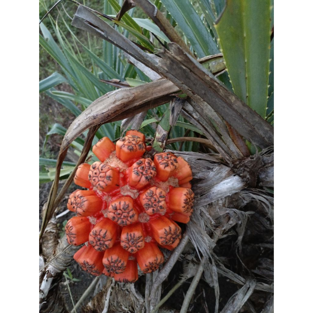 

buah pandan duri atau pandan laut atau pandan duri kondisi matang herbal 1.butir utuh ukuran buah sedang