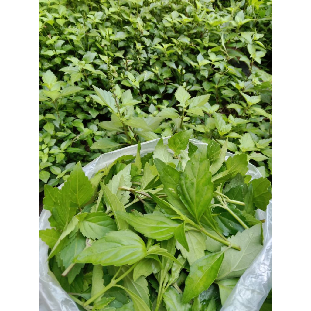 

Daun Kumis Kucing 100 gr