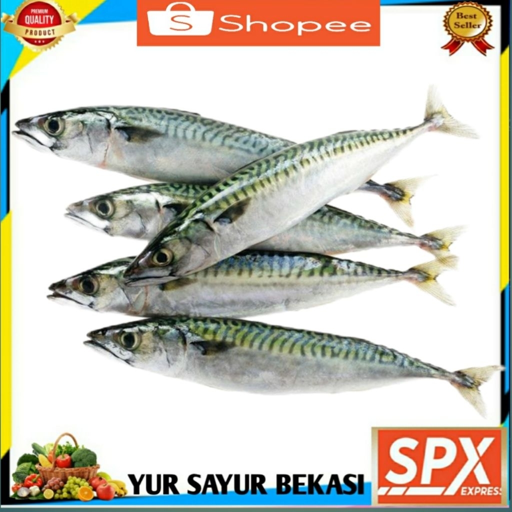 

Ikan Makarel Salem Fresh Segar.