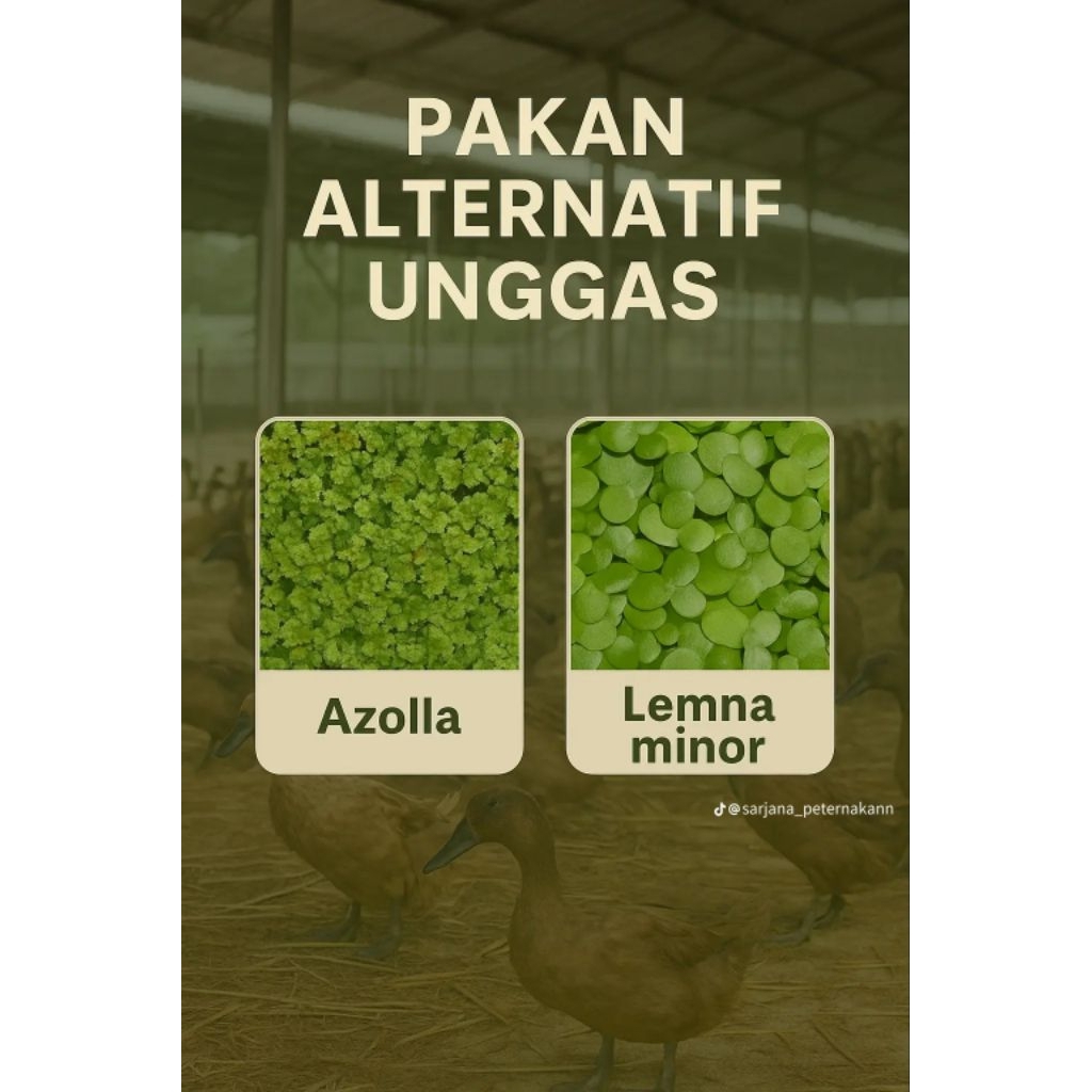 azolla / azolla microphilla / bibit azolla /azolla pakan ternak