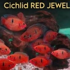 Cichlid Red Jewel Short Body Hiasan Aquarium